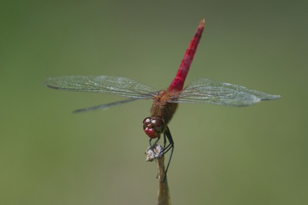 ぼやけた緑の小さな棒の上に座っているネット翼のある昆虫のセレクティブフォーカスショット