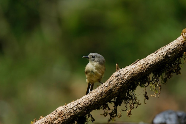 Selective focus shot of a Northern dark newtonia perched on the wooden branch