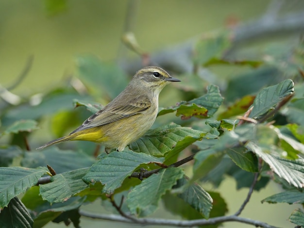 Selective focus shot of Northern waterthrush on a twig