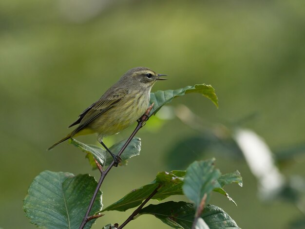 Selective focus shot of Northern waterthrush on a twig