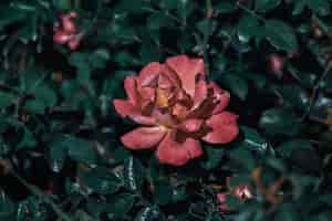 Бесплатное фото Селективный фокус красивой розы в саду