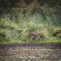 Бесплатное фото Селективный фокус выстрел из коричневого оленя в поле
