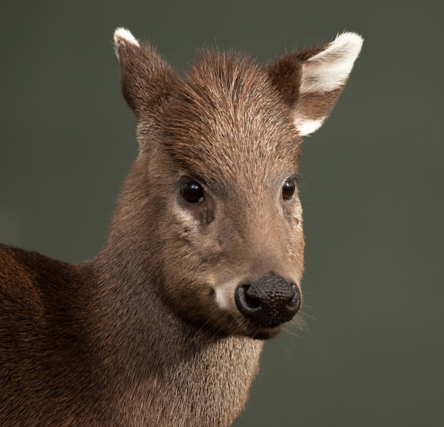 無料写真 鹿のセレクティブフォーカスショット