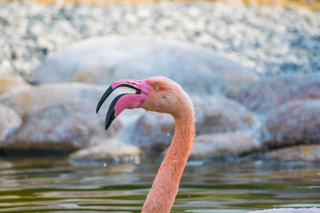 무료 사진 바레인의 al areen wildlife park에서 플라밍고의 선택적 초점 샷