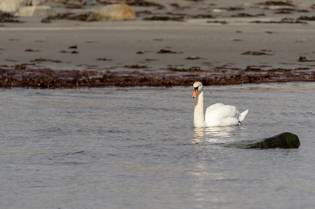 無料写真 湖に浮かぶ優雅な白鳥のセレクティブフォーカスショット