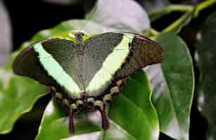 無料写真 マイナウ島の芝生の上の緑のアゲハチョウの選択的なフォーカスショット
