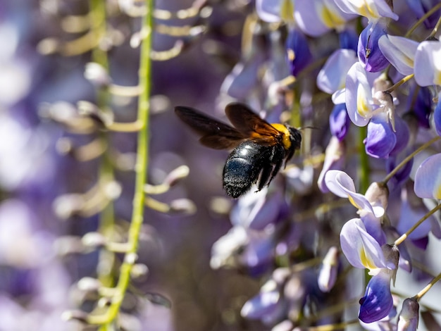 無料写真 紫色の花に花粉を集める日本のクマバチの選択的なフォーカスショット