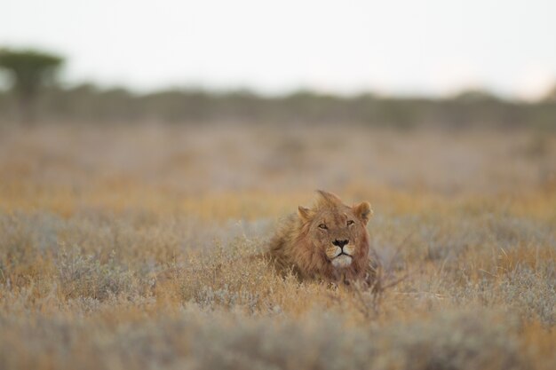 Бесплатное фото Снимок с выборочной фокусировкой, на которой изображена голова льва, выглядывающая из травянистого поля