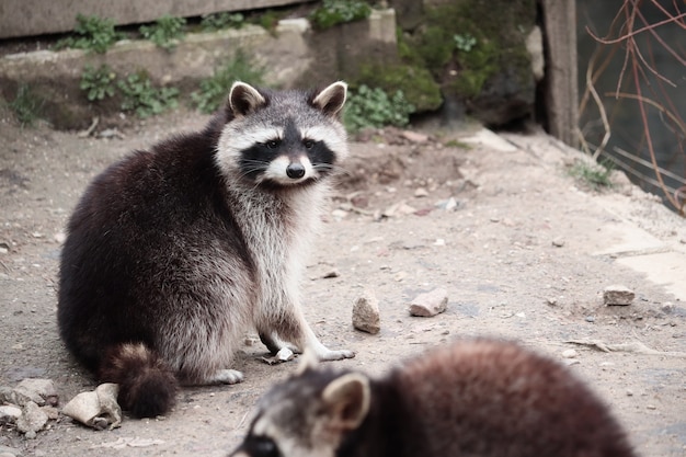 無料写真 カメラに向かっているアライグマのセレクティブフォーカスショット