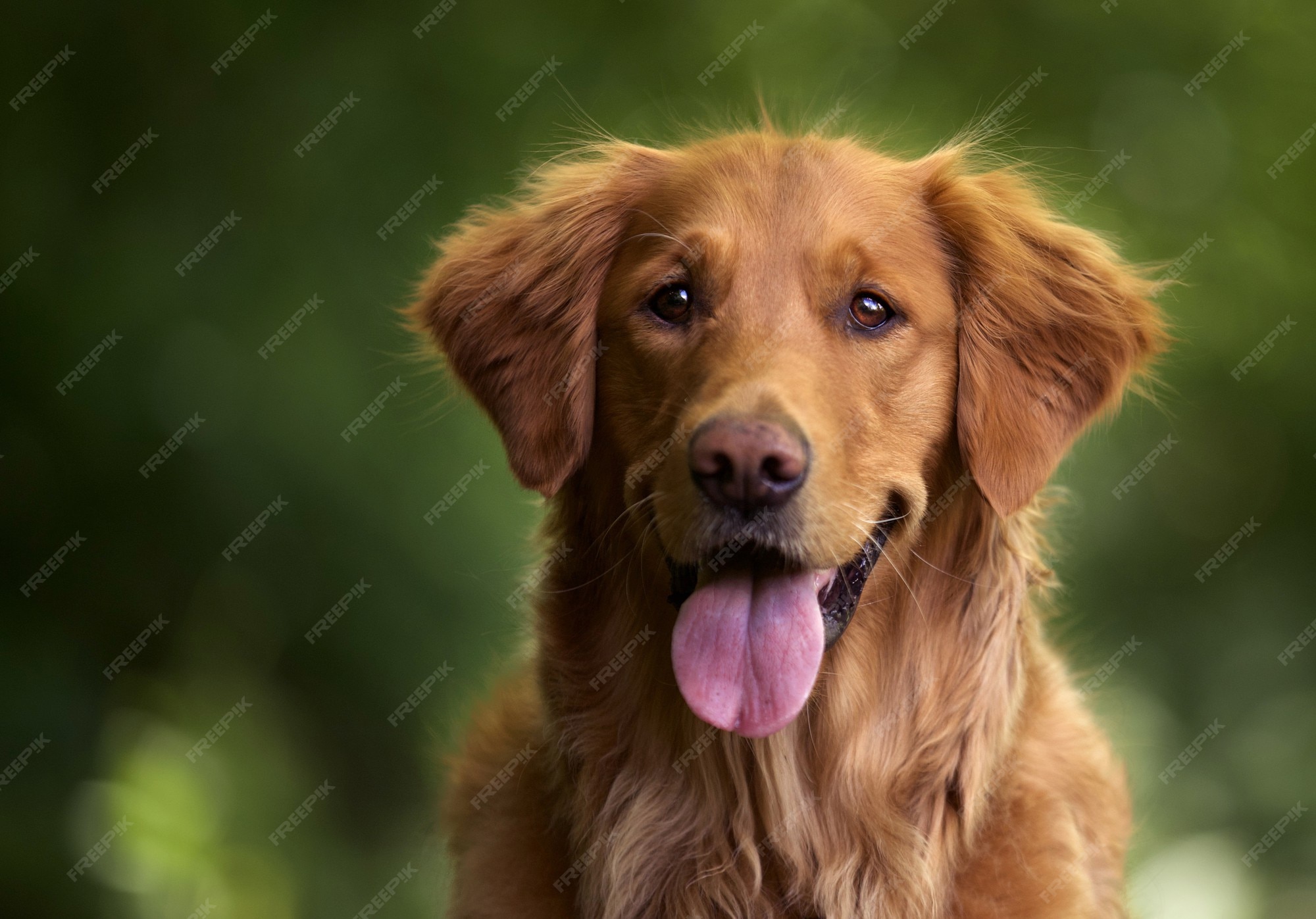 Golden Retriever 写真 9 000 高画質の無料ストックフォト Golden Retriever 写真 9 000 高画質の無料ストックフォト