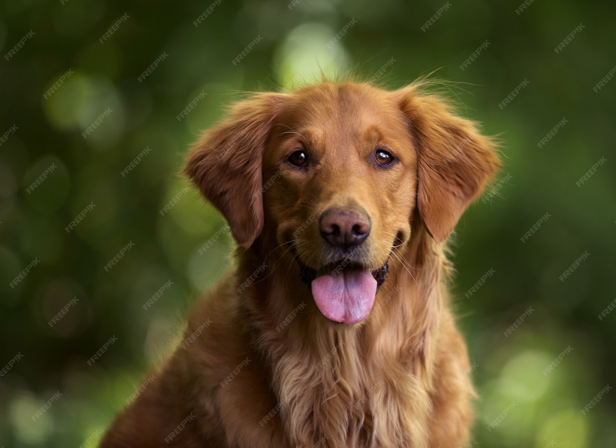 Golden Retriever 写真 9 000 高画質の無料ストックフォト