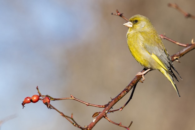 木の枝に座っているエキゾチックな黒と黄色の鳥の選択的なフォーカスショット Premium写真