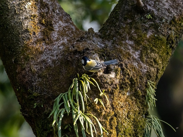 무료 사진 야마토의 이즈미 숲에있는 나무에 쉬고있는 일본 가슴의 선택적 초점 샷
