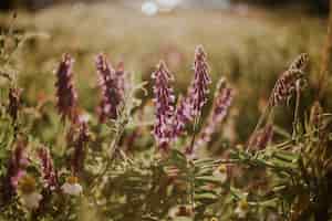 Бесплатное фото Селективный снимок фиолетовых цветов vicia cracca в поле