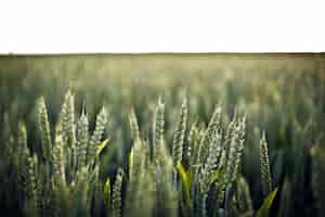Бесплатное фото Снимок травы в поле с селективным фокусом - идеально подходит для фона