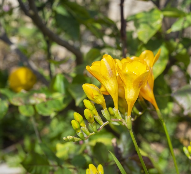 無料写真 ぼやけた背景に分離された黄色のフリージアの花とつぼみの選択的なフォーカスショット