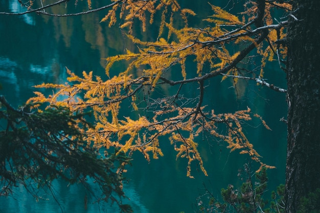 水の近くの黄色のカラマツの木のセレクティブフォーカスショット 無料写真