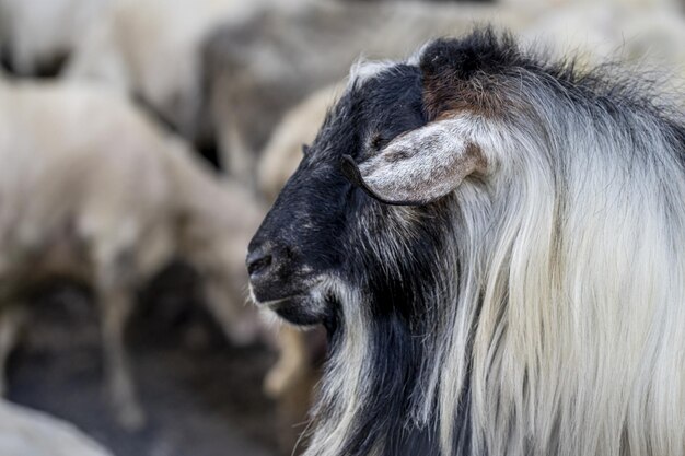 Selective focus shot of an old hairy goat on a blurred background