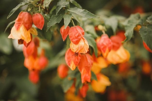 오렌지 abutilon 꽃의 선택적 초점 샷