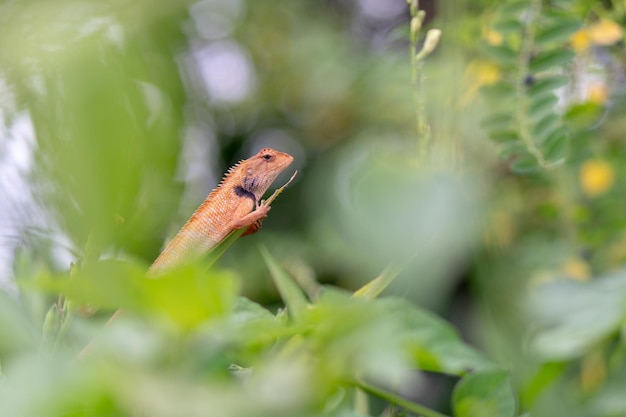 Selective focus shot of orange chameleon in green background