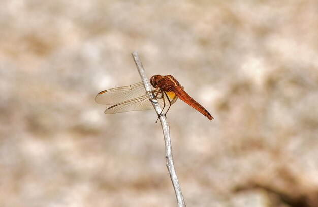 Selective focus shot of an orange dragonfly on a twig