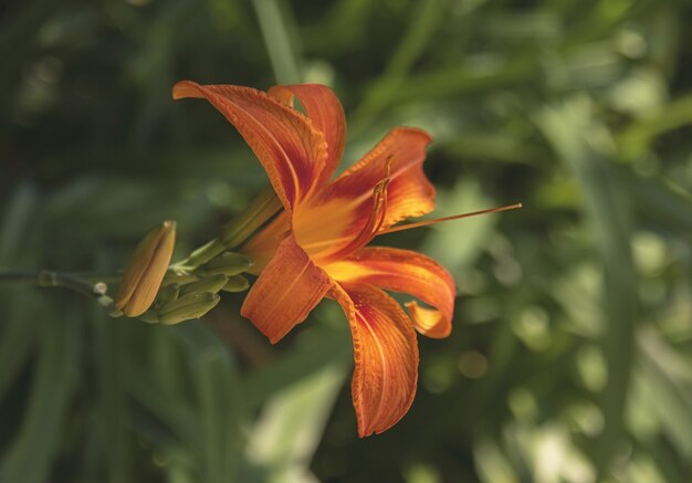 Selective focus shot of an orange lily with green leaves