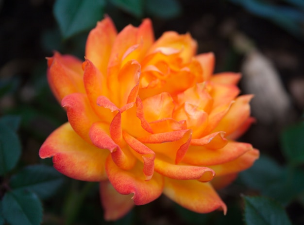 Selective focus shot of orange rose blossom