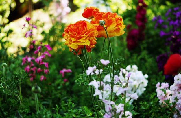 Foto gratuita colpo di messa a fuoco selettiva di rose arancioni e gialle nelle ombre morbide