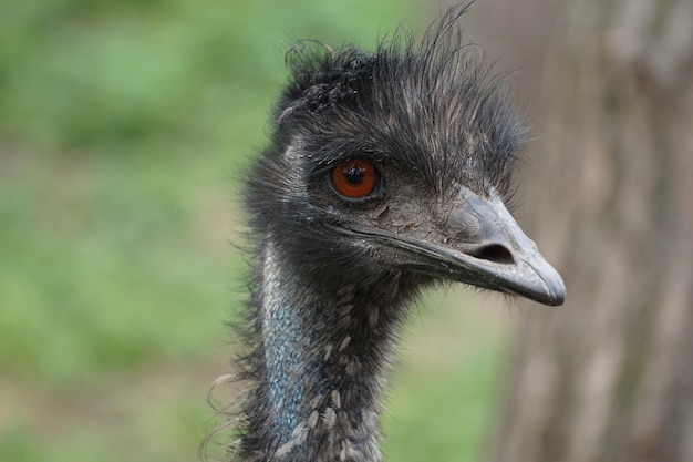 Selective focus shot of ostrich head in the nature