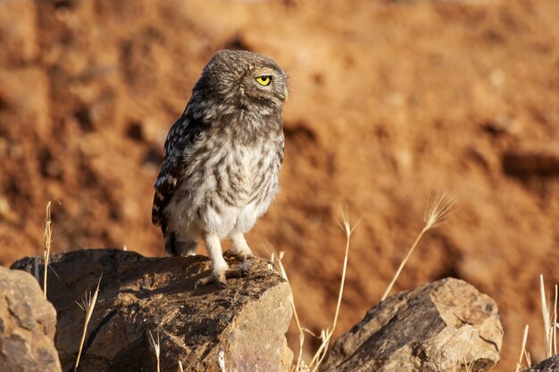 Selective focus shot of an owl standing on top of the rocks under the sunlight