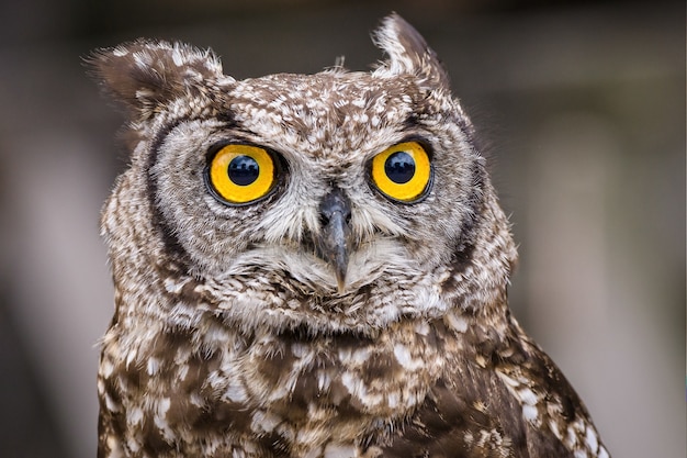 Selective focus shot of an owl with big yellow eyes