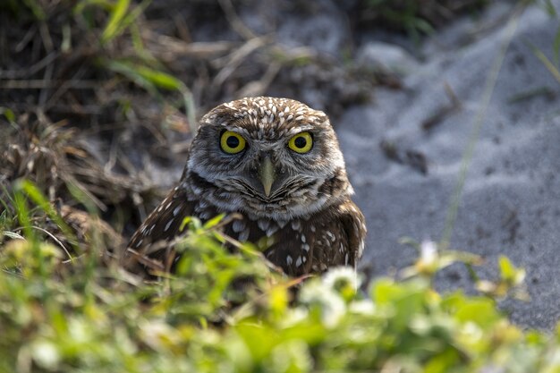 Selective focus shot of an owl