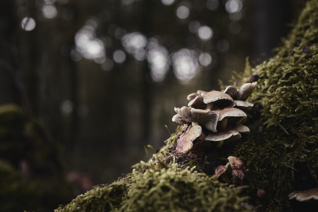 Selective focus shot of oyster mushrooms