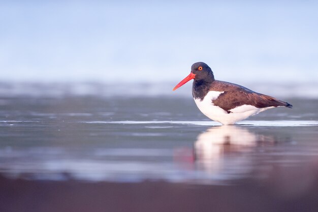 Selective focus shot of an oystercatcher in the lake
