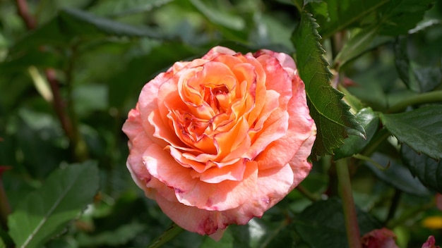 Selective focus shot of peach rose in the garden