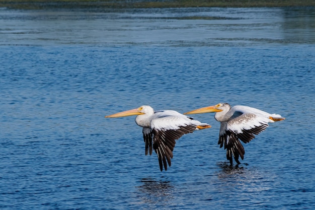 Free photo selective focus shot of pelicans flying over the blue sea