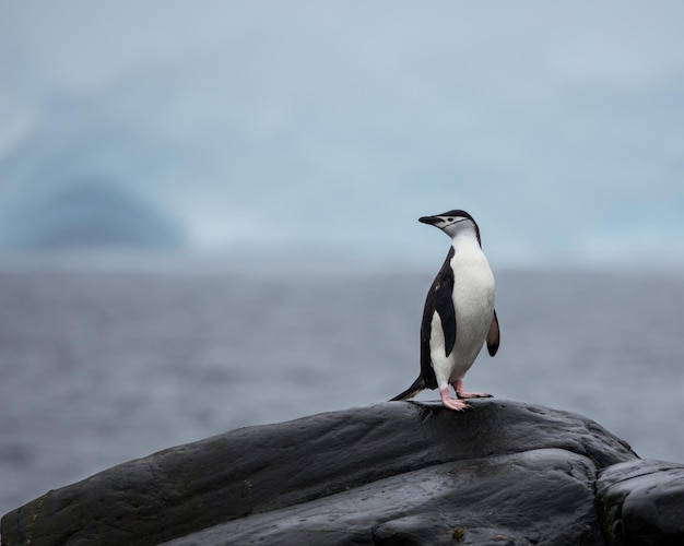 Selective focus shot of a penguin standing on a rock