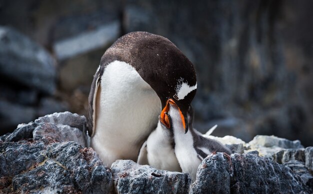 Selective focus shot of a penguin with her babies in Antarctica