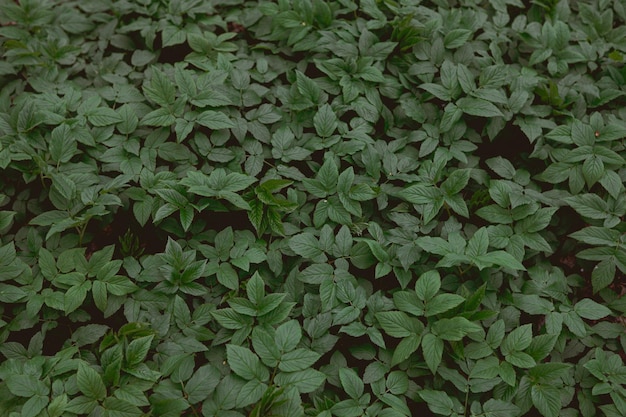 Selective focus shot of perennial plant leaves in spring