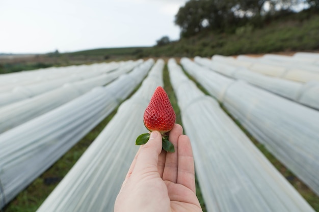 Foto gratuita colpo di messa a fuoco selettiva di una persona che tiene una fragola in una mano