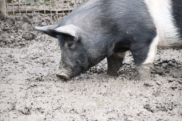 Selective focus shot of a pig standing in a mud