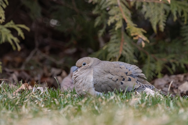 ぼやけた背景で地面に鳩の選択的なフォーカスショット