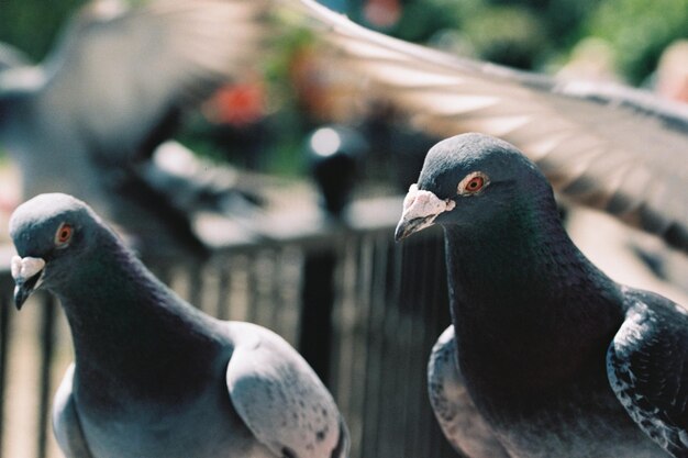 Selective focus shot of pigeons perched outdoors during daylig
