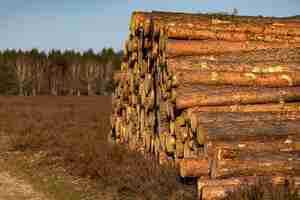 Free photo selective focus shot of a pile of cut down trees in a forest on a brown ground