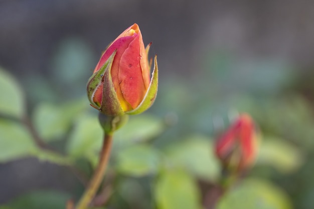 Foto gratuita colpo di messa a fuoco selettiva di un bocciolo rosa in primavera