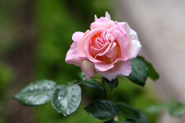 Selective focus shot of a pink rose blossom