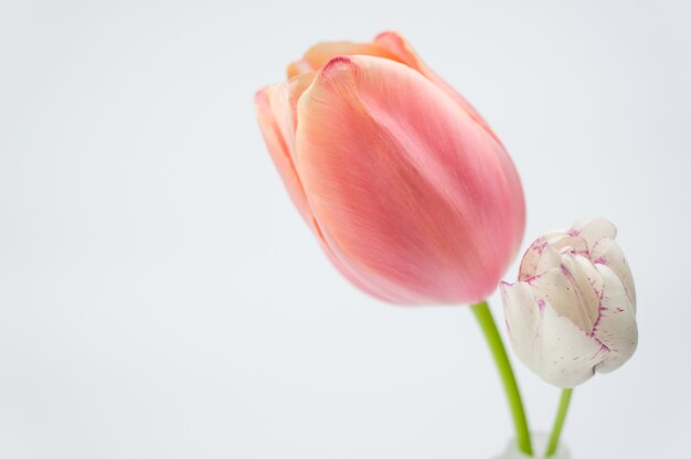 Selective focus shot of a pink tulip