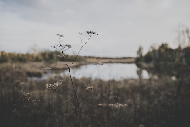 Selective focus shot of a plant in the field with a small lake on the