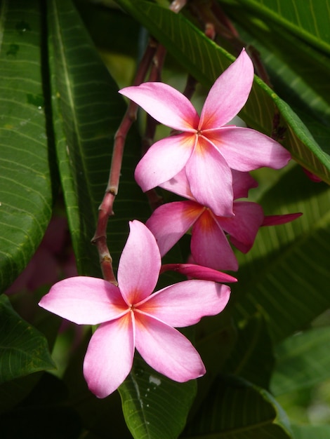 Selective focus shot of plumeria flowers