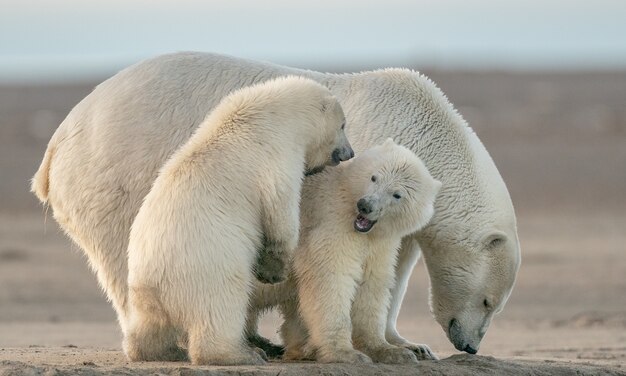 Selective focus shot of polar bears